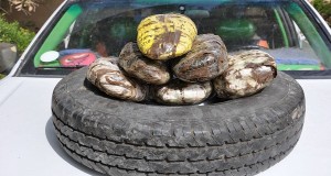 المتحدث العسكري