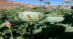 المتحدث العسكري