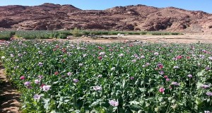 المتحدث العسكري