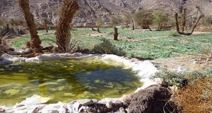 المتحدث العسكري