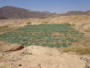 حرس-الحدود123