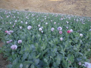 حرس-الحدود66