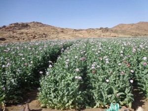 حرس-الحدود88