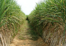التموين : بدء استلام قصب السكر من المزارعين في مصانع السكر بالصعيد