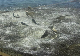 وفد “علوم البحار” يتفقد مشروع “بركة غليون” للاستزراع السمكي