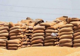 إنتهاء توريد القمح بالمنوفية بزيادة 13 ألف طن عن العام الماضي