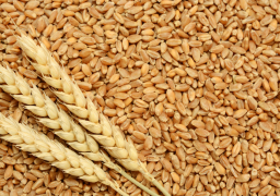 التموين: احتياطي القمح 3 ملايين طن ويكفي لأوائل مايو