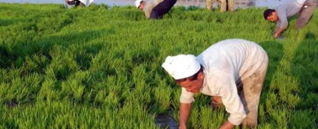 وزارة الري تخصص 70 ألف فدان لزراعة الأرز بالغربية