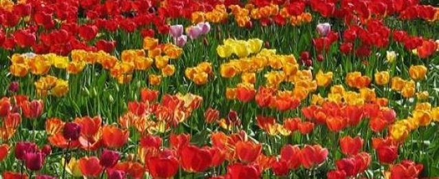 وزير الزراعة يفتتح الدورة 85 لمعرض «زهور الربيع» بحديقة الأورمان