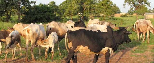 البنا: تكثيف حملات تحصين الماشية حفاظا على الثروة الحيوانية