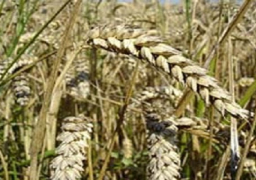 توريد 24.7 ألف طن من القمح المحلي لشون وصوامع البحيرة