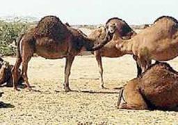 السعودية توقف استيراد الجمال الحية مؤقتا بسبب فيروس “كورونا”