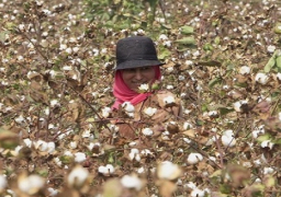 “الزراعة”: 1500 جنيه لقنطار القطن “جيزا 88 فائق الطول”