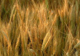 انتهاء موسم توريد القمح 30 يونيو.. والحصيلة 4 ملايين طن