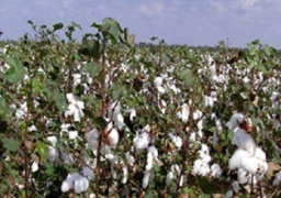 الهند والصين وألمانيا تتصدر الدول المستوردة للقطن المصري