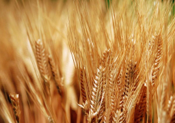 مصر وتركيا تتصدران قائمة مستوردي القمح الروسي