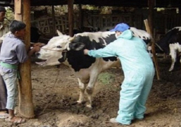 إجراءات وقائية بالسويس للوقاية من الإيبولا والحمى القلاعية