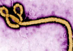 الصحة العالمية: الإيبولا خرج عن السيطرة في غرب إفريقيا.. وعواقبه كارثية وسببه خلل اجتماعي واقتصادي