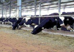 حملة لتطعيم الأبقار ببورسعيد بعد ظهور اصابة بالحمى القلاعية