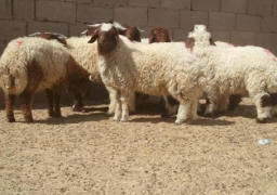 الكيلو بـ 28 جنيهًا للعجول و35 للخراف.. طرح 4 آلاف رأس ماشية بشوادر وزارة الزراعة