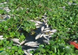 ضخ 8 ملايين متر مكعب من مياه الري فى نيل رشيد لمواجهة نفوق الأسماك