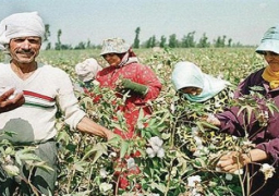 مجلس الوزراء يقرر تقديم دعم لزارعي القطن بقيمة 425 مليون جنيه