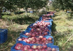 مصر تقدم تسهيلات لحل مشكلات صادرات التفاح اللبناني