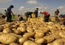 “الزراعة”: زيادة الصادرات من البطاطس بأكثر من ربع مليون طن