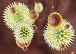 الزعر يجتاح كوريا الشمالية بسبب فيروس الايبولا رغم عدم اكتشاف اى حالة!!