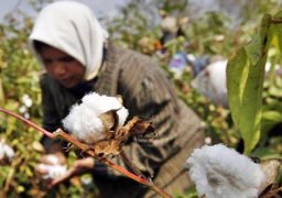 الإحصاء: 41 % تراجعا بصادرات القطن خلال الربع الأخير من الموسم الزراعي