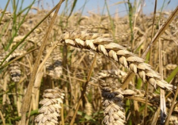 السلع التموينية: لا توجد مشكلة بين مصر وروسيا فيما يتعلق باستيراد القمح