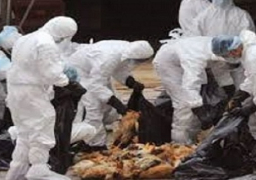 بعد وفاة 6 حالات.. الصحة: غياب الوعي بالصعيد.. وراء ارتفاع معدلات الوفيات والإصابة بإنفلونزا الطيور