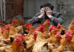 “الصحة”: وفاة 11 مصابا بأنفلونزا الطيور من إجمالى 29 حالة فى 2014