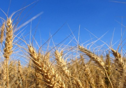 مصر تشتري 290 ألف طن قمح أمريكي