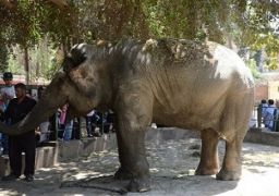 احتفالات كرنفالية في حديقة الحيوان بمناسبة “شم النسيم”