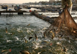 “معلومات مجلس الوزراء” ينفي ما تردد حول وقف الصيد في نهر النيل