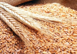 وزارة الزراعة تتوقع إنتاج 9 ملايين طن قمح في 2016