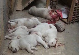 بالصور.. مذبحة كلاب بالإسكندرية.. شخص يقتل 6 جراء طعنا بالمسامير