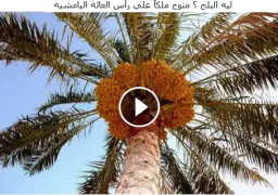 ليه البلح ؟ متوج ملكاً علي رأس العائة اليامشية … في حلقة الخميس من حكايات المحروسة