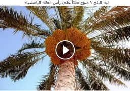 ليه البلح ؟ متوج ملكاً علي رأس العائة اليامشية … في حلقة الخميس من حكايات المحروسة