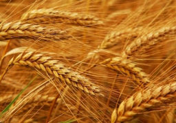 التعبئة والإحصاء: 54.9% متوسط نسبة الاكتفاء الذاتى من القمح خلال 10 سنوات