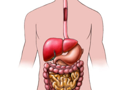 فوائد الصيام للجهاز الهضمي