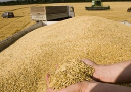 “الزراعة”: تعويض النقص في المساحات المنزرعة بالقمح بسبب السيول