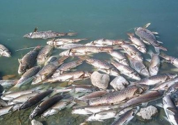 الزراعة: لجنة لبحث مشكلة نفوق الأسماك برشيد