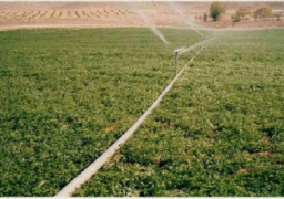 “الزراعة”: توزيع العقود على منتفعى الاصلاح الزراعى الثلاثاء