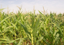 “زراعة القليوبية”: الانتهاء من زراعة 93 ألف فدان ذرة بالمحافظة