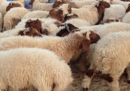 “الزراعة” تطرح كميات من اللحوم البلدية والأضاحي الحية بأسعار مدعمة استعدادًا للعيد