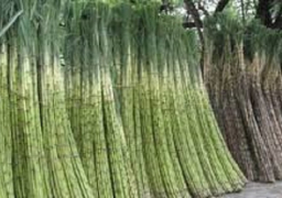 السلع التموينية: سداد 800 مليون جنيه من مستحقات مزارعي قصب السكر