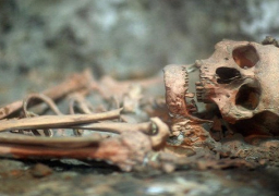 اليوم.. مصر تتسلم هيكلًا عظميًا عمره 35 ألف سنة قبل الميلاد في بروكسل