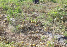 زراعة الشرقية: إجراءات عاجلة لحماية المحاصيل من الموجة الحارة